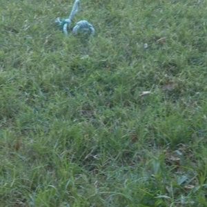 Meet your Posher, Onelia